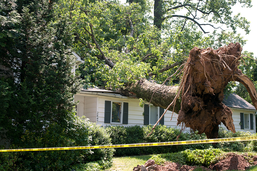 Ensuring Safety: Why You Need Hazardous Tree Removal Services for Your Property