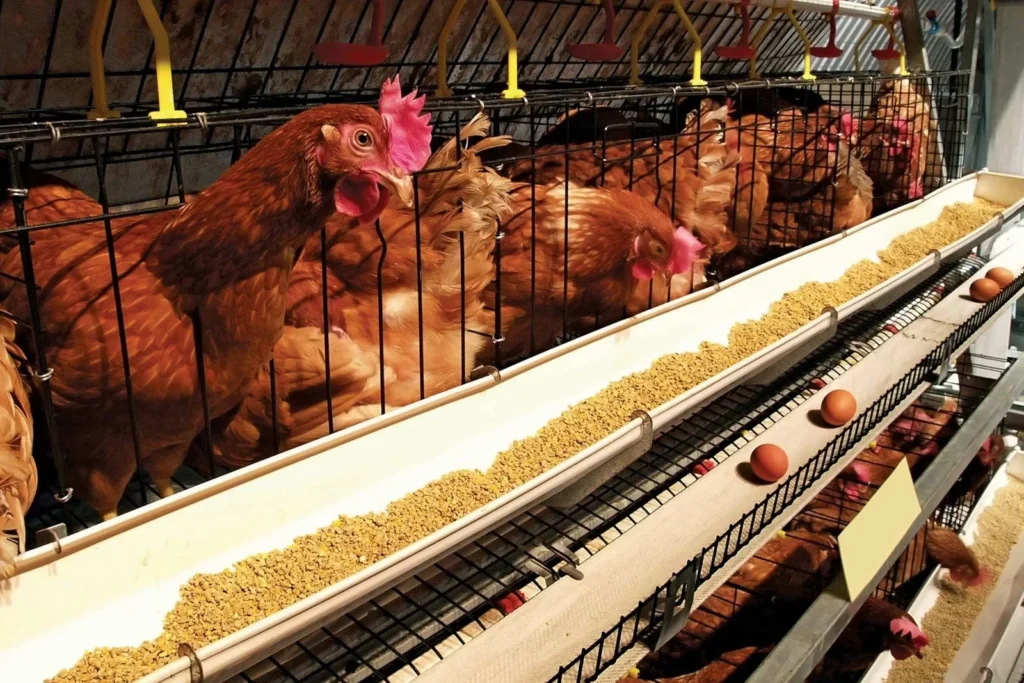 Where Can You Find Farm Tours That Offer Egg and Chicken Sales?